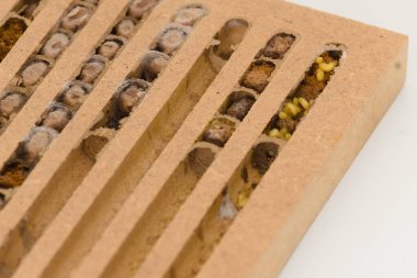 Yabanarısı kozaları (kapatın)