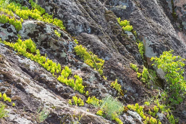 Las Suculentas Crecen Las Rocas Fondo Del Cañón Arbuzynsky Cerca — Foto de Stock