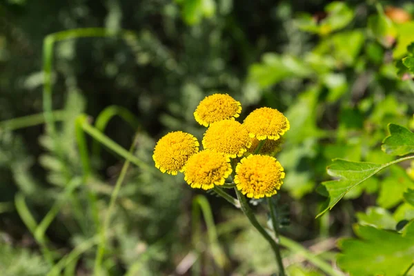 Beautiful Inflorescence Yellow Flowers Background Green Grass — Stock Photo, Image
