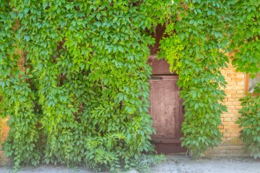 Ivy, eşsiz Askania Nova rezervinin dendroloji bahçesinde duvarda asılı. Kherson bölgesi. Ukrayna