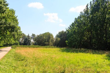 Eşsiz Askania Nova rezervinin dendroloji bahçesindeki güzel Noel ağaçları. Kherson bölgesi. Ukrayna