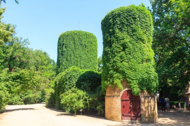 Ivy kulede, eşsiz Askania Nova rezervinin dendroloji bahçesinde. Kherson bölgesi. Ukrayna