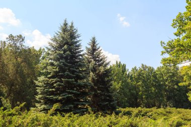 Eşsiz Askania Nova rezervinin dendroloji bahçesindeki güzel Noel ağaçları. Kherson bölgesi. Ukrayna