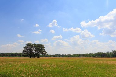 Ormanda, eşsiz Askania Nova rezervinin dendroloji bahçesindeki birkaç pitoresk ağaç. Kherson bölgesi. Ukrayna