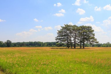 Ormanda, eşsiz Askania Nova rezervinin dendroloji bahçesindeki birkaç pitoresk ağaç. Kherson bölgesi. Ukrayna