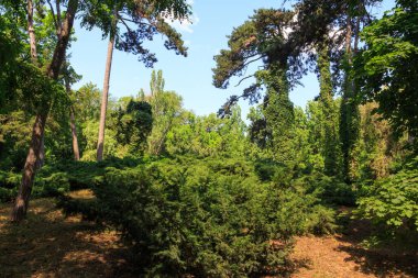 Bölgedeki ağaçlar eşsiz Askania Nova rezervinin dendroloji bahçesi. Kherson bölgesi. Ukrayna