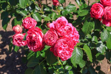 Güneşli bir günde güzel bir kırmızı gül çalısı