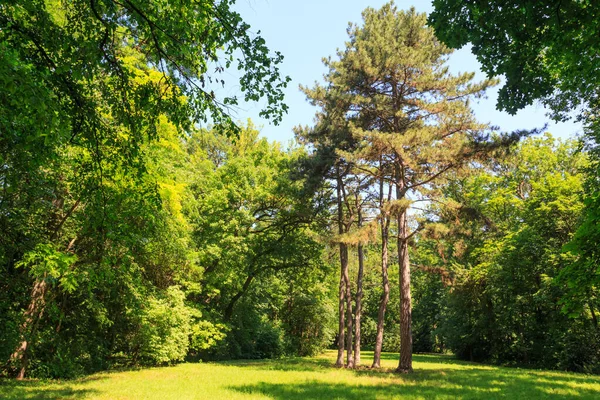 Beautiful pine trees on the territory  the dendrological garden of the unique Askania Nova reserve. Kherson region. Ukraine