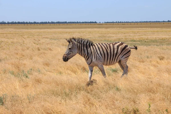 Zebras Den Ukrainska Stäppen Territoriet Det Nationella Naturreservatet Askania Nova — Stockfoto