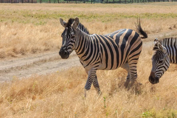 Zebras Estepe Ucraniana Território Reserva Natural Nacional Askania Nova Região — Fotografia de Stock