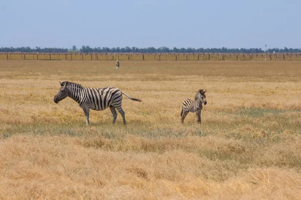 Zebras Estepe Ucraniana Território Reserva Natural Nacional Askania Nova Região — Fotografia de Stock