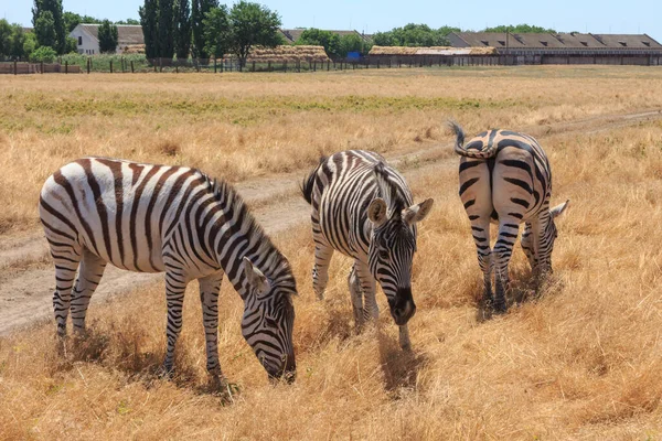 Zèbres Dans Steppe Ukrainienne Sur Territoire Réserve Naturelle Nationale Askania — Photo