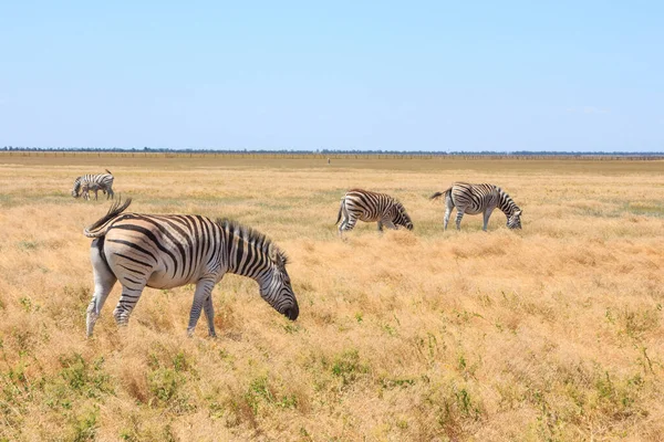 Zebre Nella Steppa Ucraina Sul Territorio Della Riserva Naturale Nazionale — Foto Stock