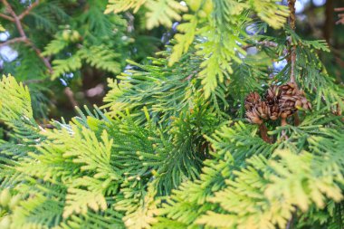 Ukrayna bozkırındaki ardıç dalları ulusal doğa rezervi 