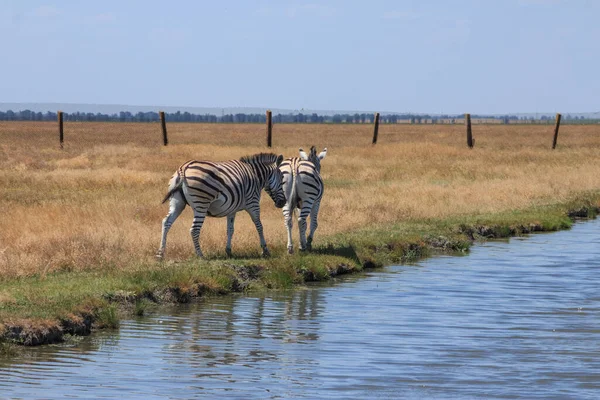 Zebre Nella Steppa Ucraina Sul Territorio Della Riserva Naturale Nazionale — Foto Stock