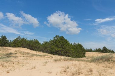 Çölün kenarındaki Noel ağaçları 