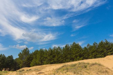 Çölün kenarındaki Noel ağaçları 