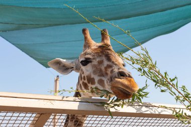 Giraffe in the zoo against the background of the blue sky
