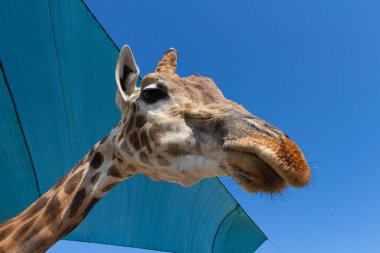 Giraffe in the zoo against the background of the blue sky