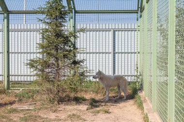 White alaskan tundra wolf  in the zoo on a sunny day