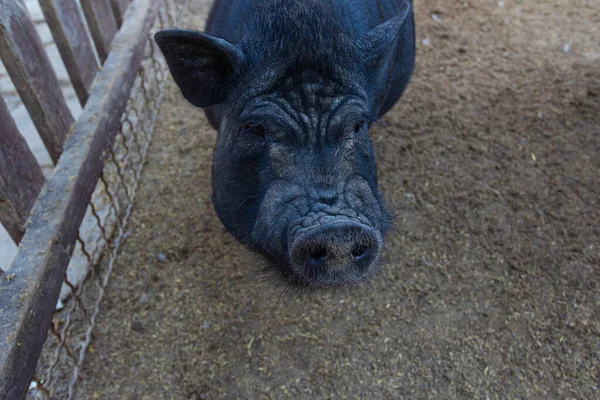 Portrait of a black pig in a pen on a farm.