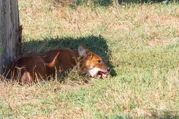 Red wolf eating grass in a meadow on a sunny day
