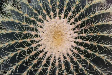 Cactus in a botanical garden, close-up, top view