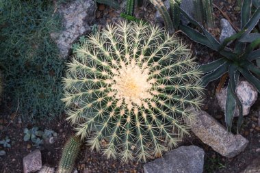 Cactus in a botanical garden, close-up, top view