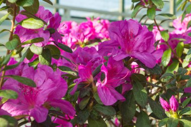 Azalea blooming in the garden. Lilac flowers on a bush.