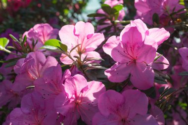 Azalea blooming in the garden. Lilac flowers on a bush.