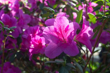 Azalea blooming in the garden. Lilac flowers on a bush.