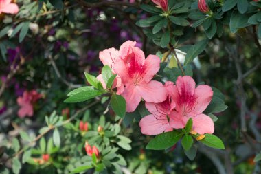 Azalea blooming in the garden. Red flowers on a bush.