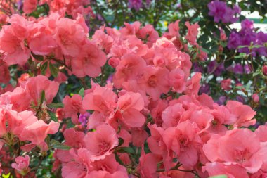 Azalea blooming in the garden. Red flowers on a bush.