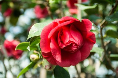 Red Camellia japonica flower on a tree in the garden
