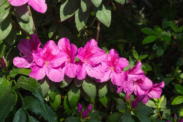 Azalea bahçede çiçek açıyor. Çalılıklarda leylak çiçekleri.