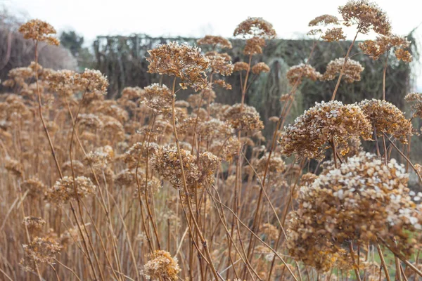 Dry inflorescences of flowers on the background of the early spring park