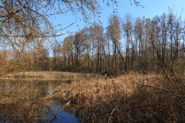 Baharın başındaki bir orman gölü görüntüsüyle manzara.