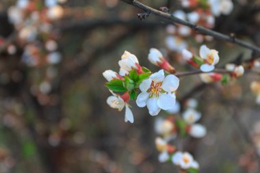İlkbaharda kiraz çiçeği, daldaki beyaz çiçeklere yakın çekim