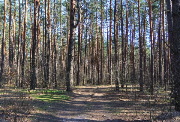 Camino Bosque Pinos Día Soleado Primavera Kiev Ucrania — Foto de Stock