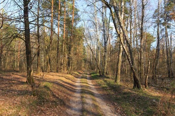 Polna Droga Brzozowym Lesie Słoneczny Dzień Wiosną Kijów Ukraina — Zdjęcie stockowe