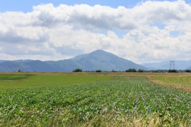 Soya fasulyesi tarlasında yüksek voltajlı elektrik hattı var.