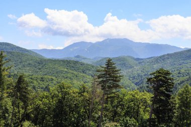 Rasnov kenti yakınlarındaki orman ve dağların manzarası. Transilvanya. Romanya