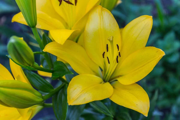 stock image Beautiful yellow lily in the garden. Close-up.