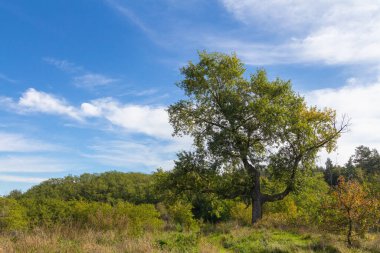 Tarlada bir ağaç resmi olan sonbahar manzarası.