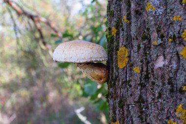 Pholiota (Pholiota karerosa) sonbahar ormanlarında bir ağaçta yetişen mantar.