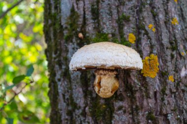 Pholiota (Pholiota karerosa) sonbahar ormanlarında bir ağaçta yetişen mantar.