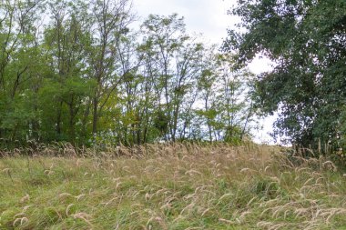 Trakhtemiriv yarımadasında sonbahar ormanı. Ukrayna
