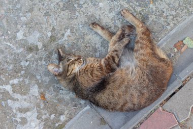 Odesa şehrinde sokakta yerde yatan evsiz bir kedi. Ukrayna, üst görünüm 