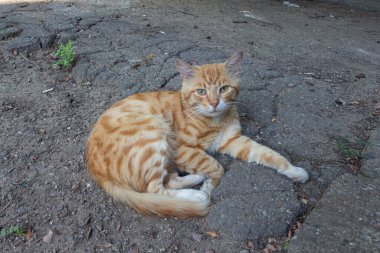 Kızıl kedi bahçede yerde yatıyor ve dinleniyor..