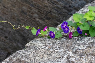 Taştan bir duvarda büyüyen konvolvulus çiçekleri. Sabah zafer çiçekleri.